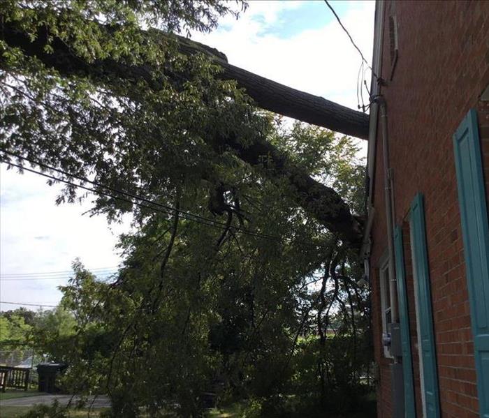 tree fallen on side of building