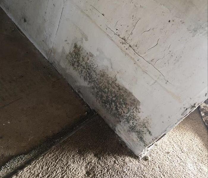 mold on wall in hallway